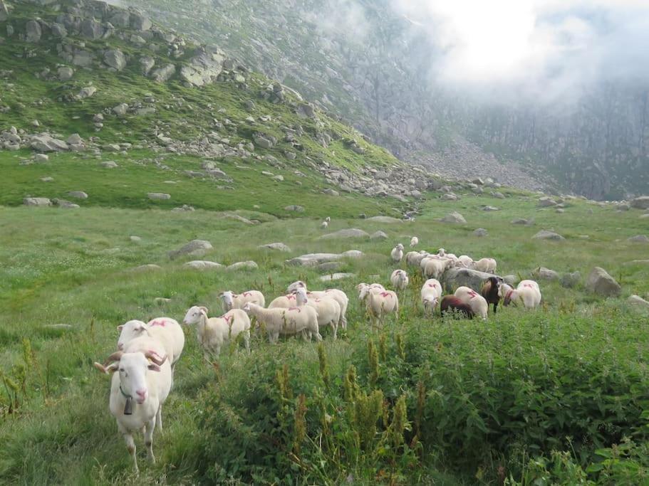 "Le Desman" Confortable T2 A La Montagne Face Aux Thermes Rando, Cure Aulus-les-Bains Εξωτερικό φωτογραφία